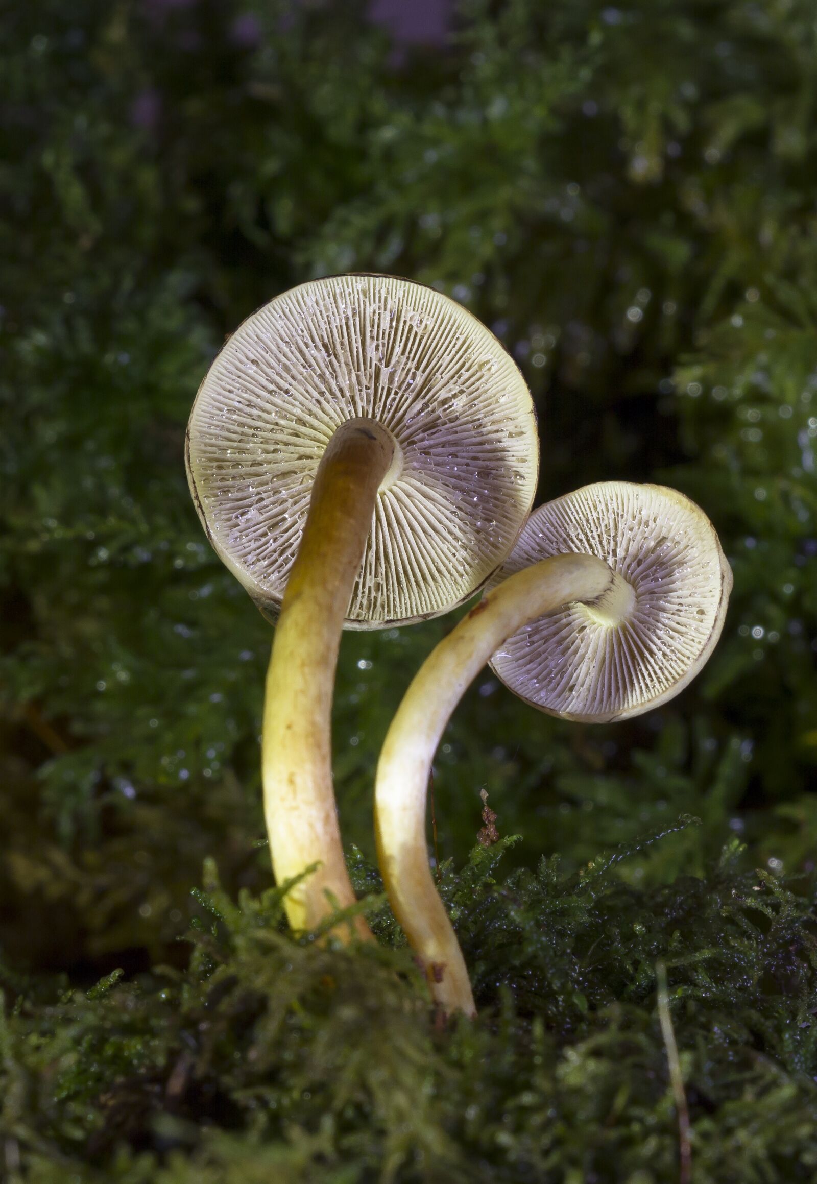 Canon EOS 7D sample photo. Mushroom, small mushroom, mushrooms photography