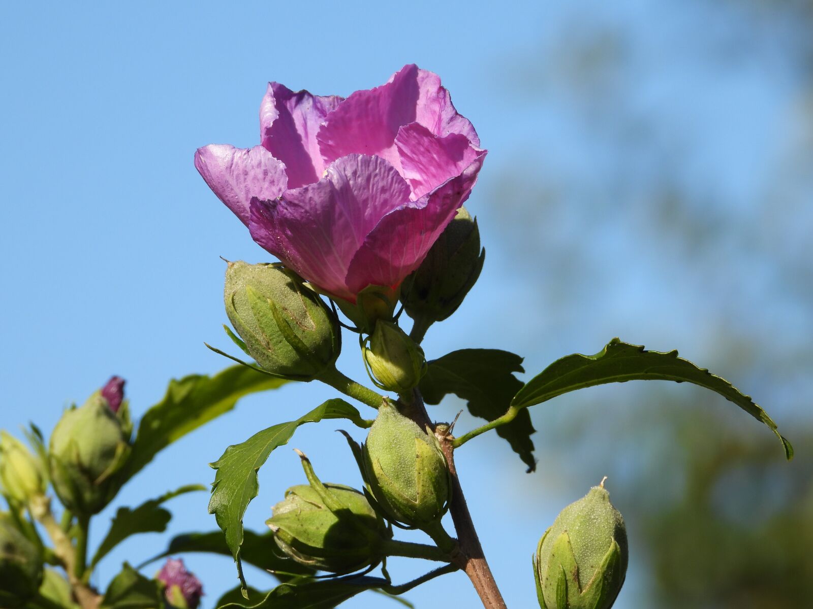 Nikon Coolpix P1000 sample photo. Hibiscus, flower, purple sky photography
