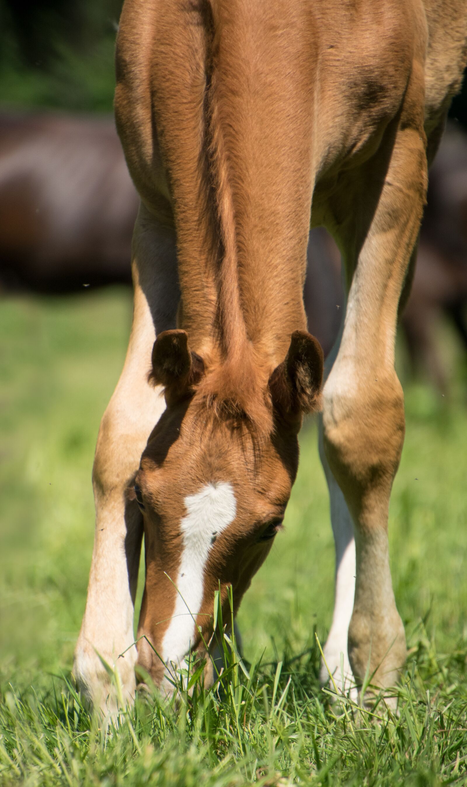 Nikon D3300 sample photo. Foal, horse, mare photography