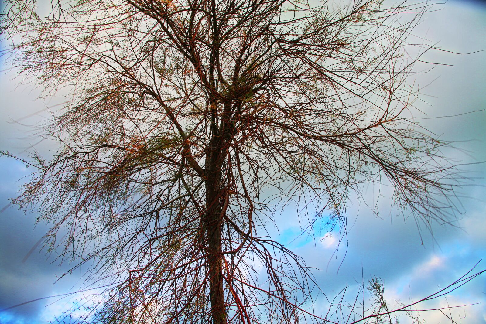 Canon EOS 5D Mark III sample photo. Sky, blue, branches photography