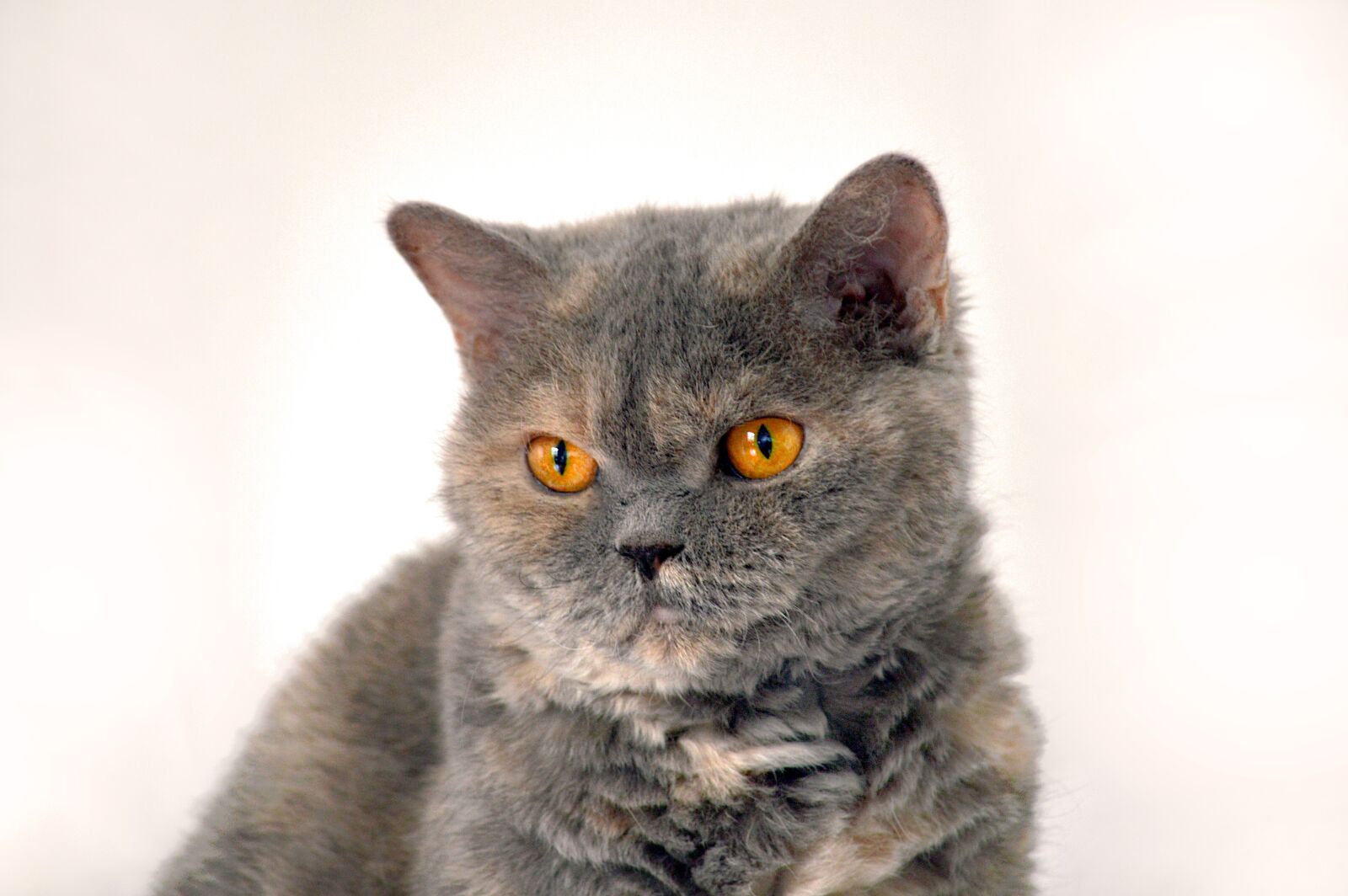 Nikon D3200 sample photo. Cat, animal, british shorthair photography