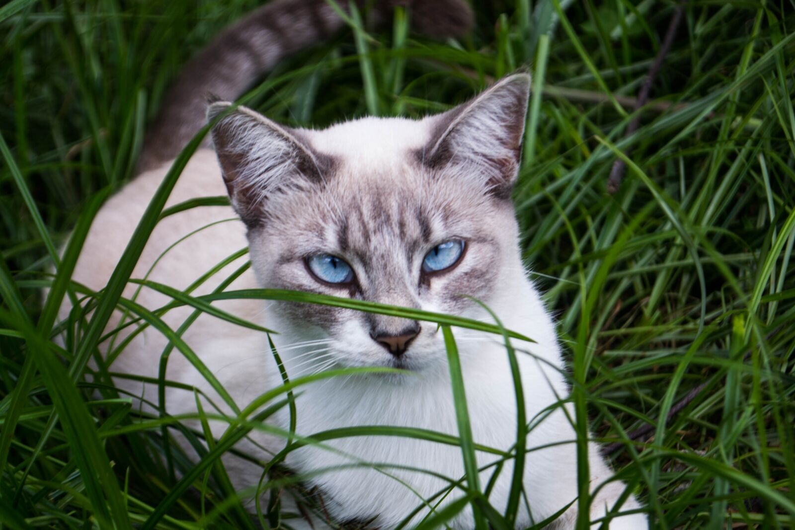 Nikon D3100 sample photo. Cat, blue eyes, pet photography