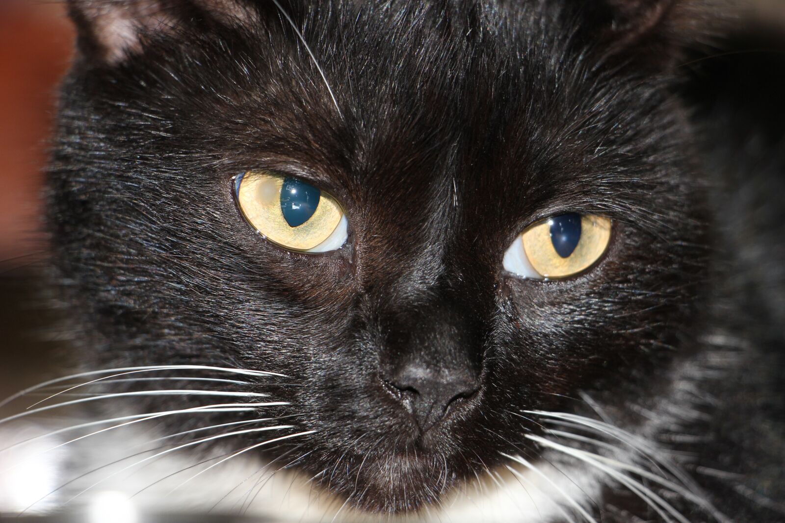 Canon EOS 550D (EOS Rebel T2i / EOS Kiss X4) sample photo. Cat, black, whisker photography