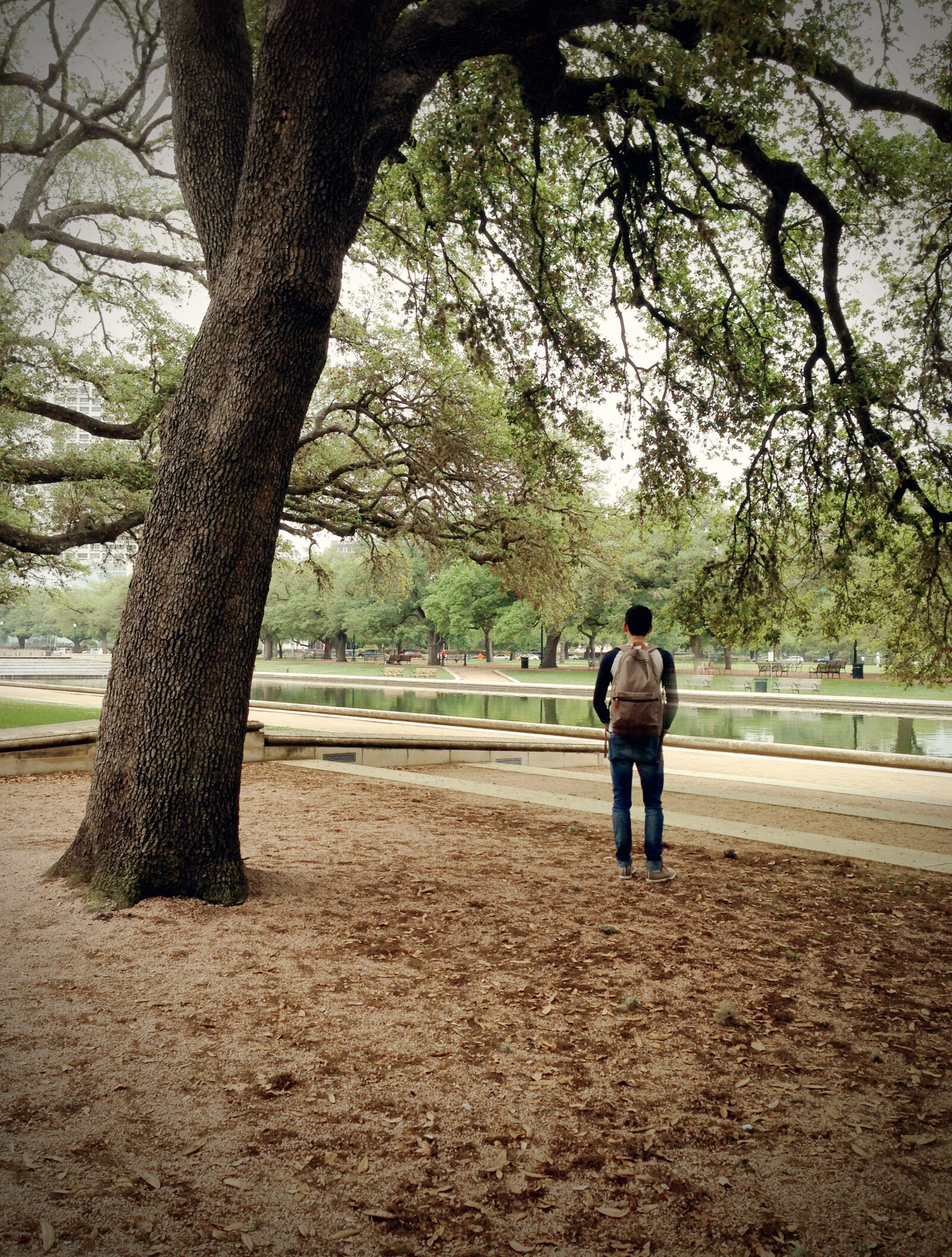 Apple iPhone 5 sample photo. Houston, landscape, park, tree photography