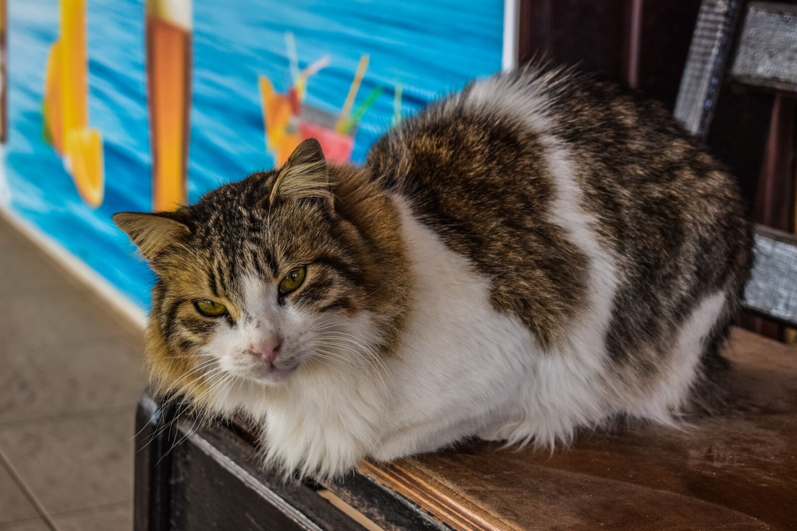 Nikon D3300 sample photo. Cat, stray, homeless photography