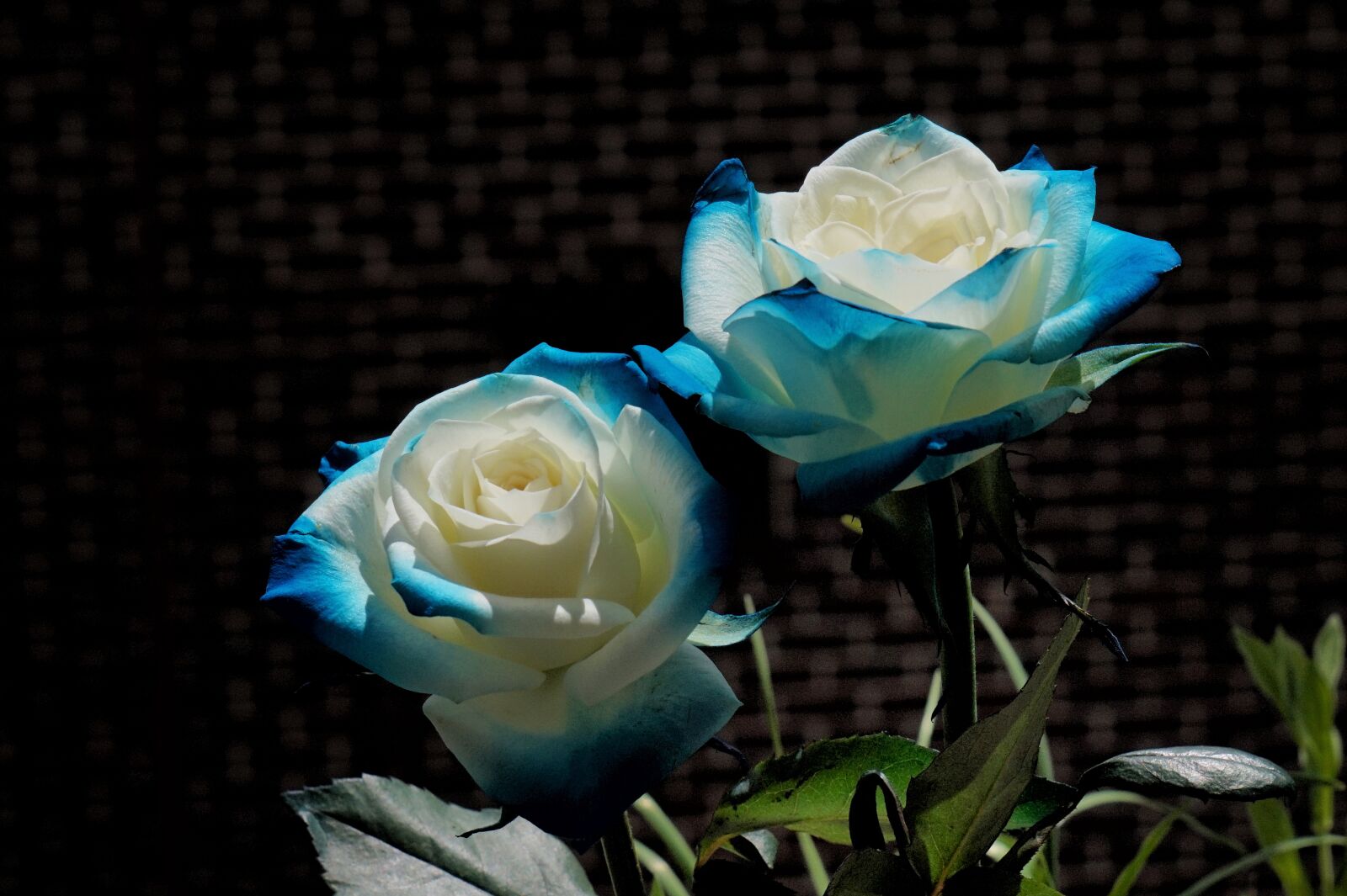 Sony Alpha a5000 (ILCE 5000) + Sony E 55-210mm F4.5-6.3 OSS sample photo. Rose, bouquet, blue photography