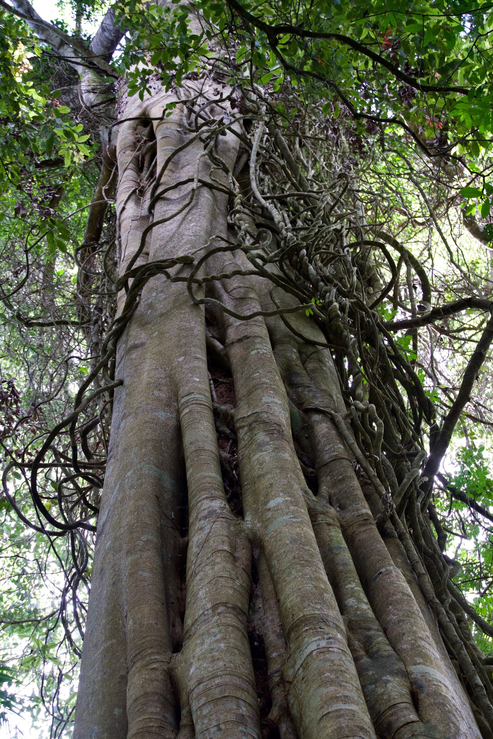 Sony E 18-135mm F3.5-5.6 OSS sample photo. Trunk, tree, wood photography