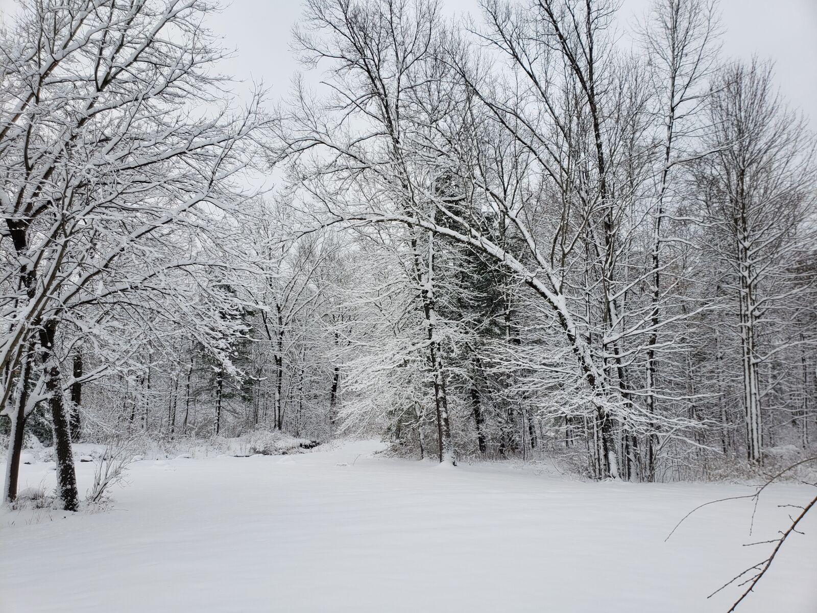 Samsung Galaxy S9+ sample photo. Winter, woods, snow photography