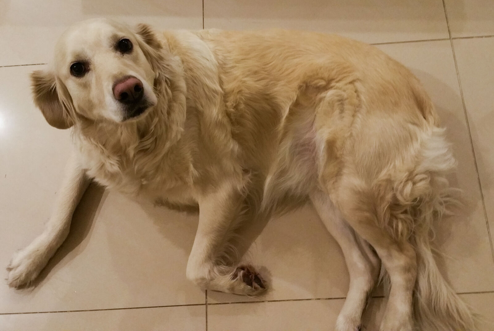 Samsung Galaxy Note4 sample photo. Dog, nature, night photography