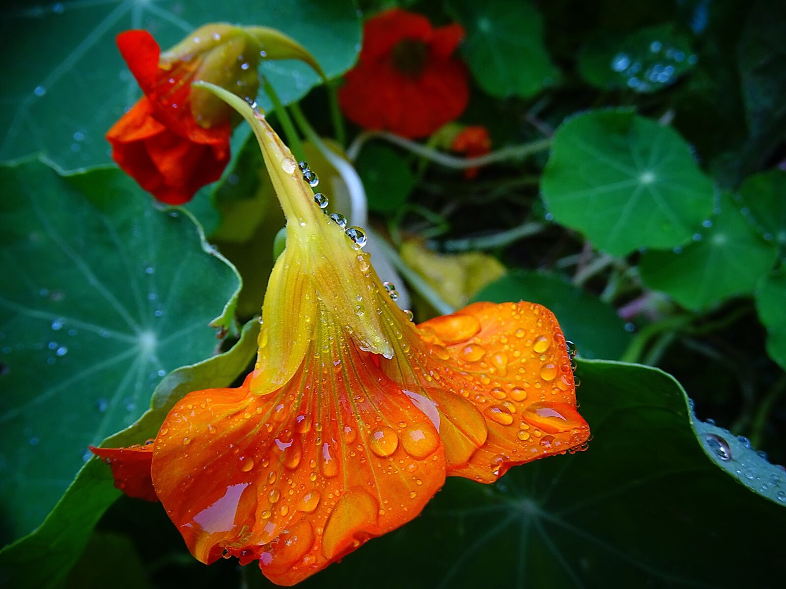 Sony Cyber-shot DSC-HX400V sample photo. Flower, drop of water photography