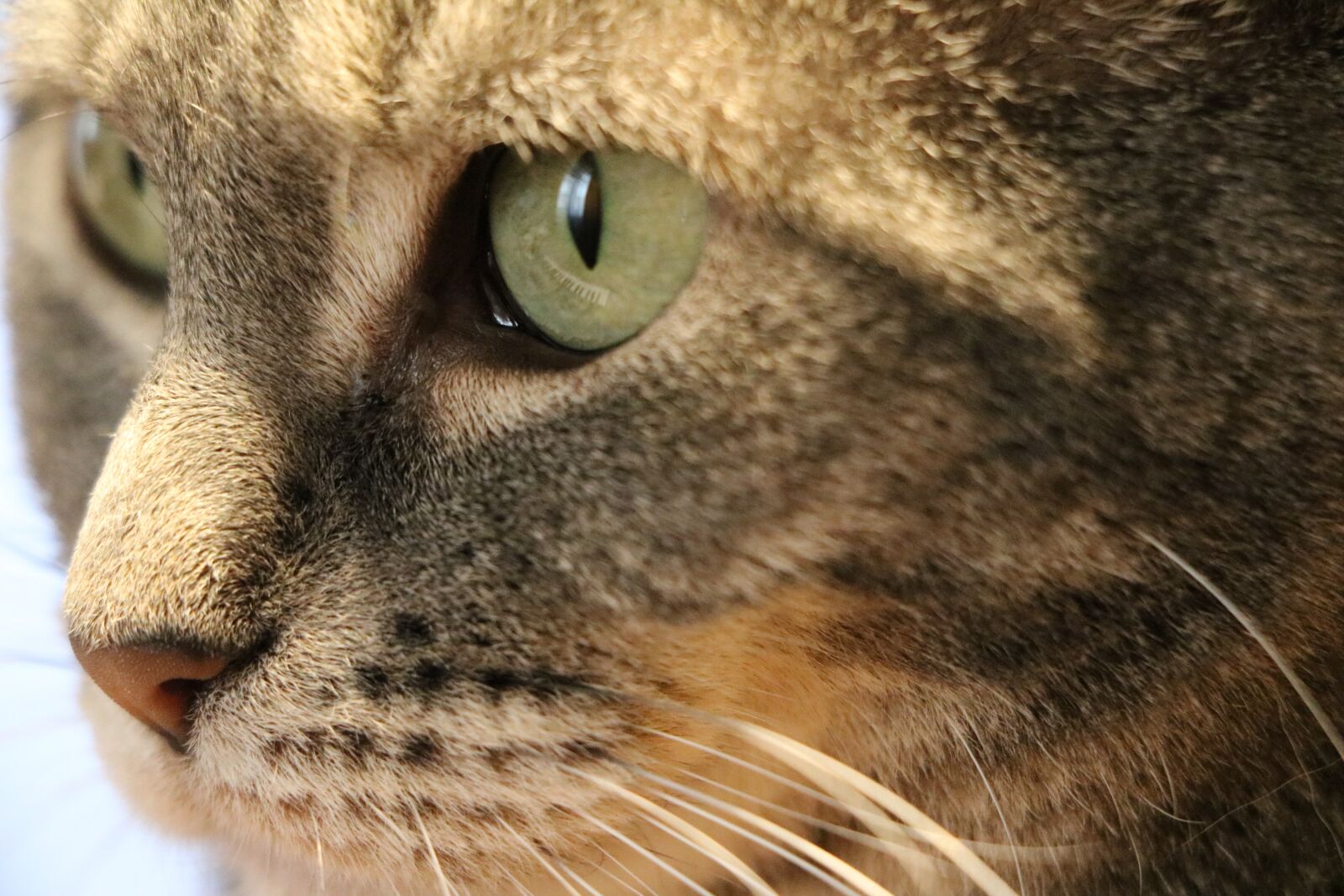 Canon EOS 760D (EOS Rebel T6s / EOS 8000D) sample photo. Cat, eyes, animal photography