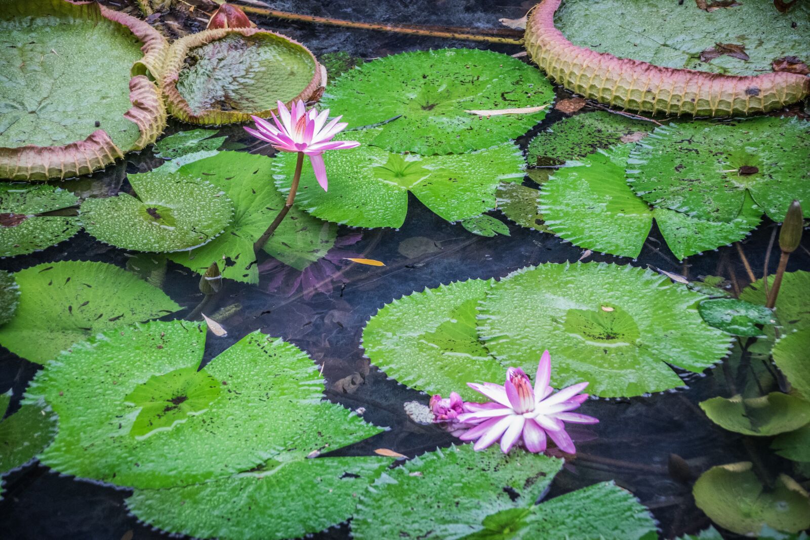 Nikon D5300 sample photo. Victoria, royal, waterlilies photography