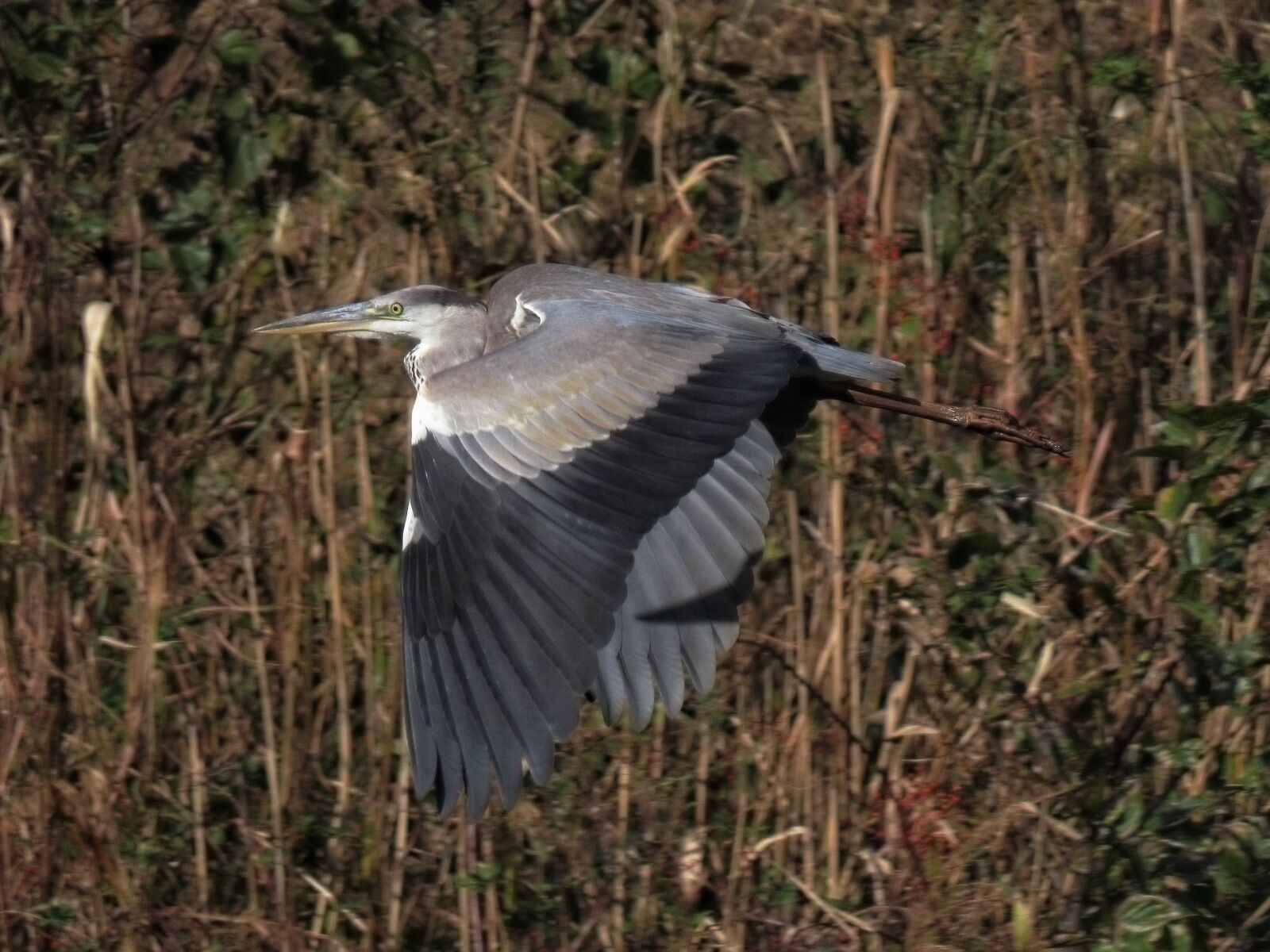 Canon PowerShot SX70 HS sample photo. Animal, river, grass photography