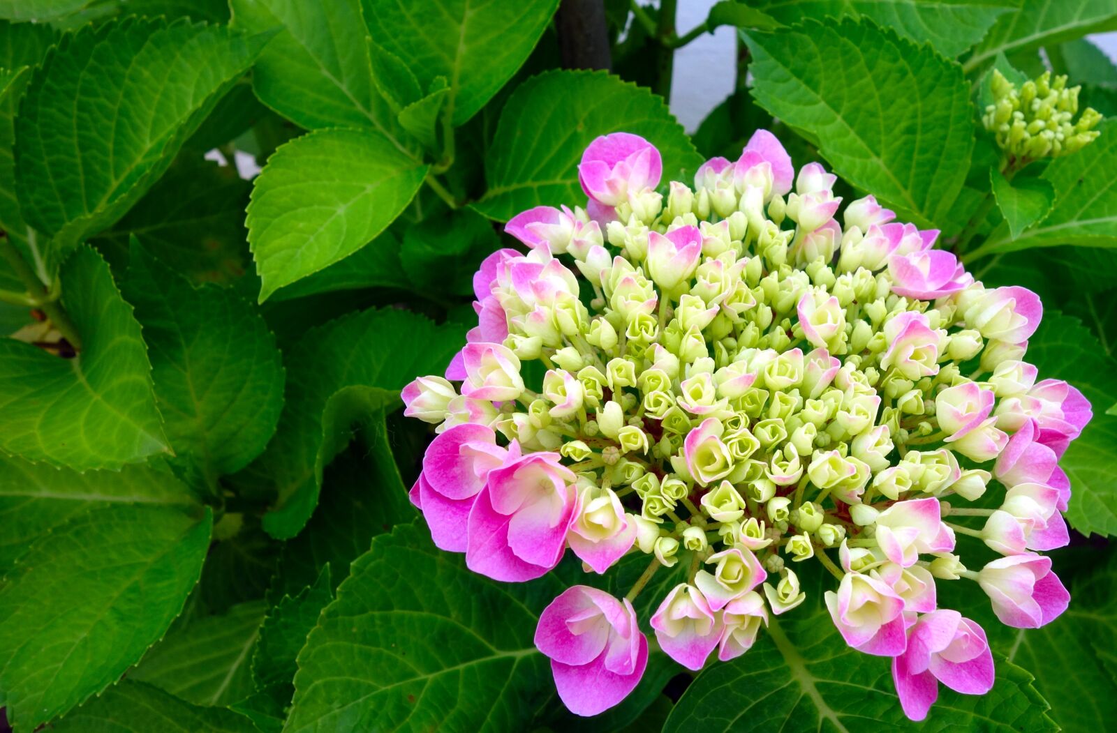 Sony Cyber-shot DSC-RX100 sample photo. Hydrangea, flower, blossom photography