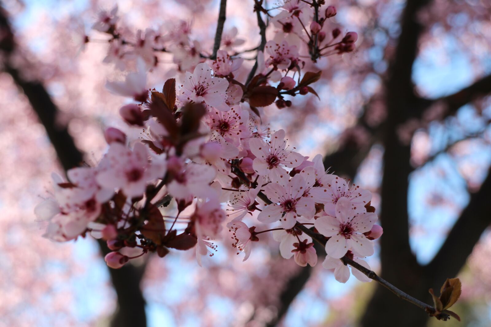 Розовая вишня букв. Вишня Сакура плоды. Сакура дерево плоды. Японская вишня Сакура плоды. Вишня дерево цветение.