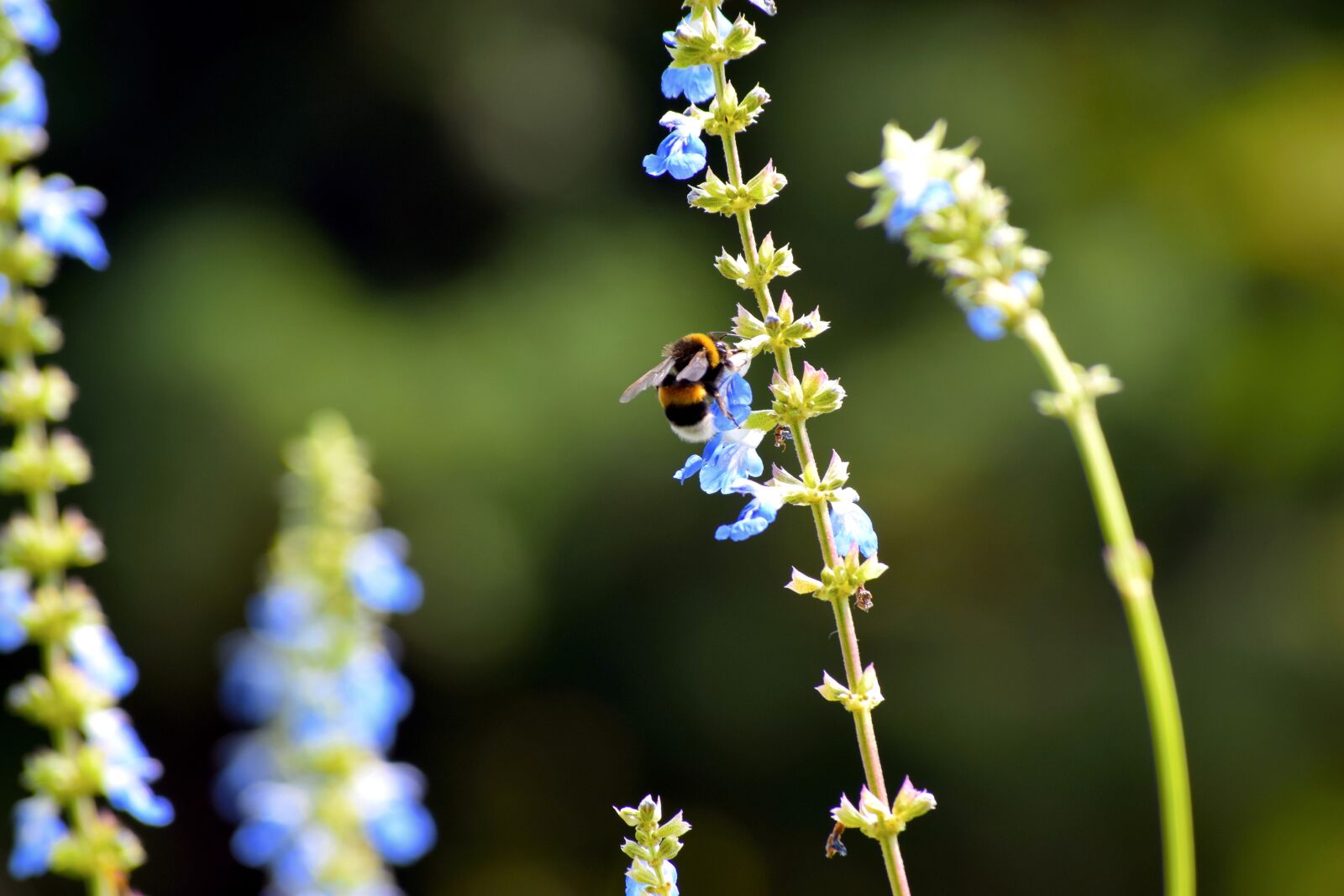 Nikon D3300 sample photo. Bee, nature, flower photography