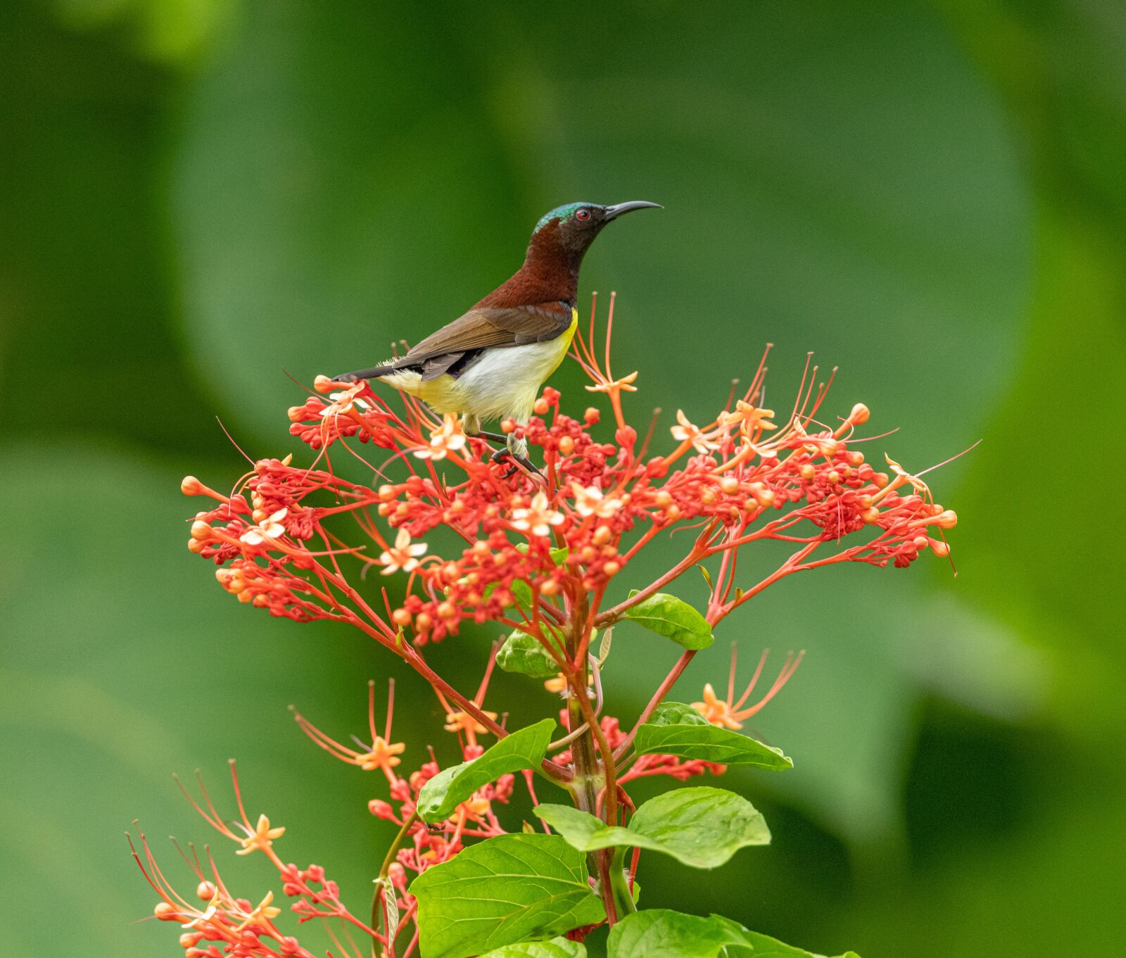 Nikon D850 sample photo. Bird, the exotic, flower photography