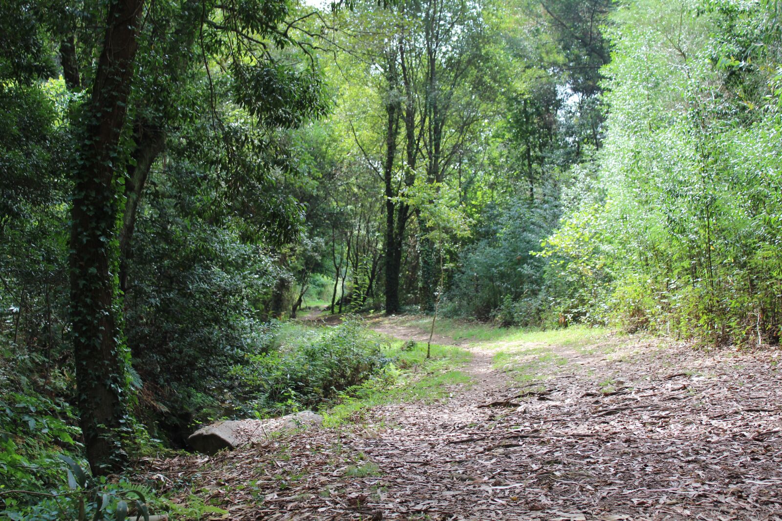 Canon EOS 1300D (EOS Rebel T6 / EOS Kiss X80) sample photo. Bosque, vigo, forest photography
