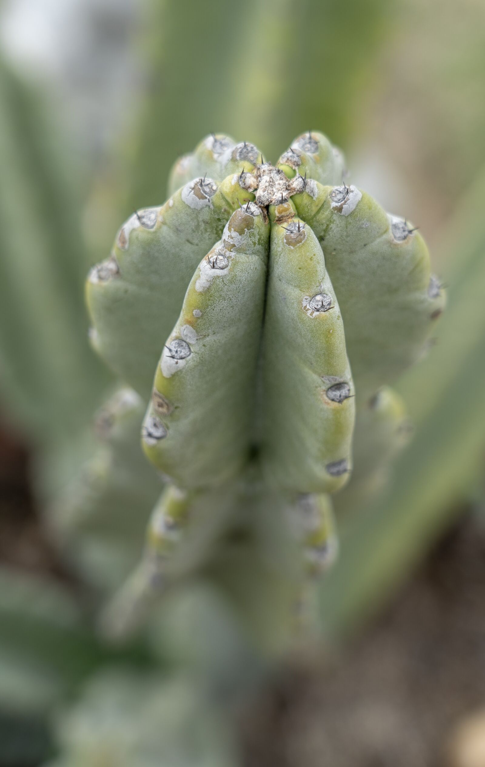 Sony a9 sample photo. Cactus, green, plants photography