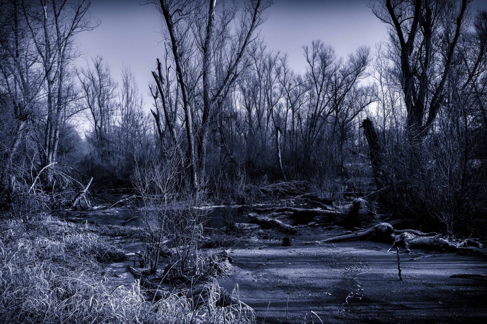 Nikon D3300 sample photo. Wood, tree, dusk, monochrome photography