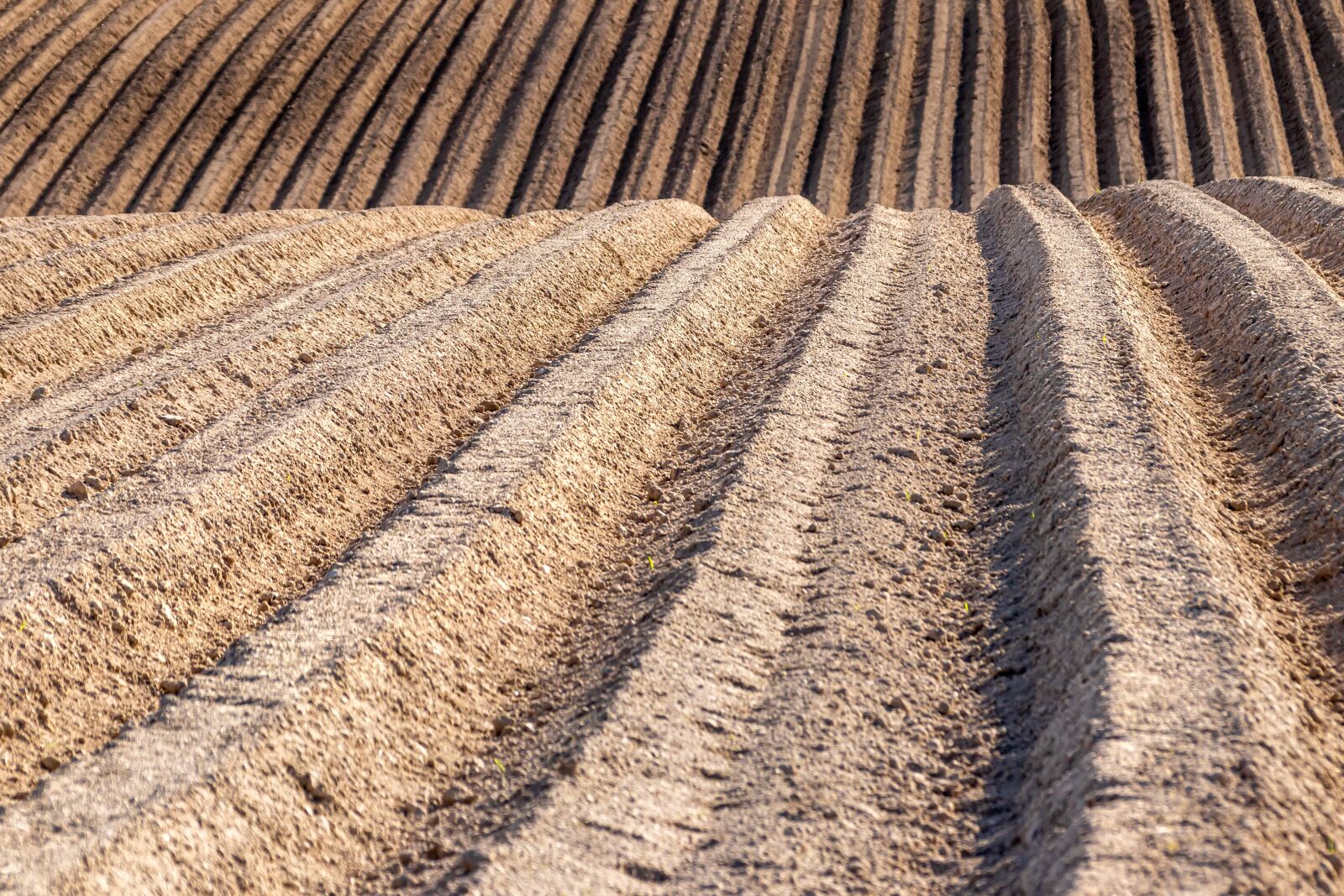 Canon EOS 80D sample photo. Field, arable, sand photography