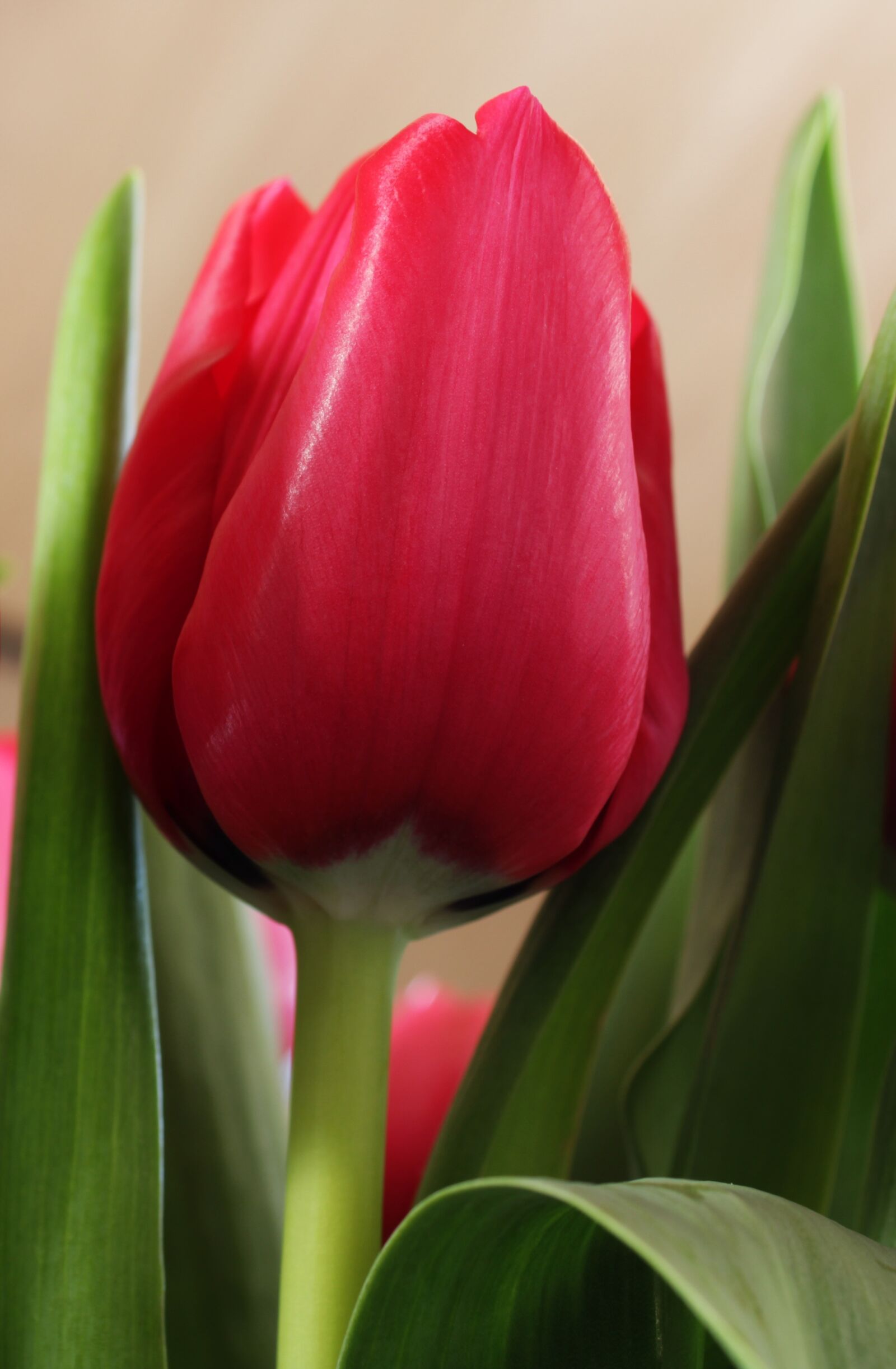 Canon EOS 2000D (EOS Rebel T7 / EOS Kiss X90 / EOS 1500D) sample photo. Red, tulip, spring photography