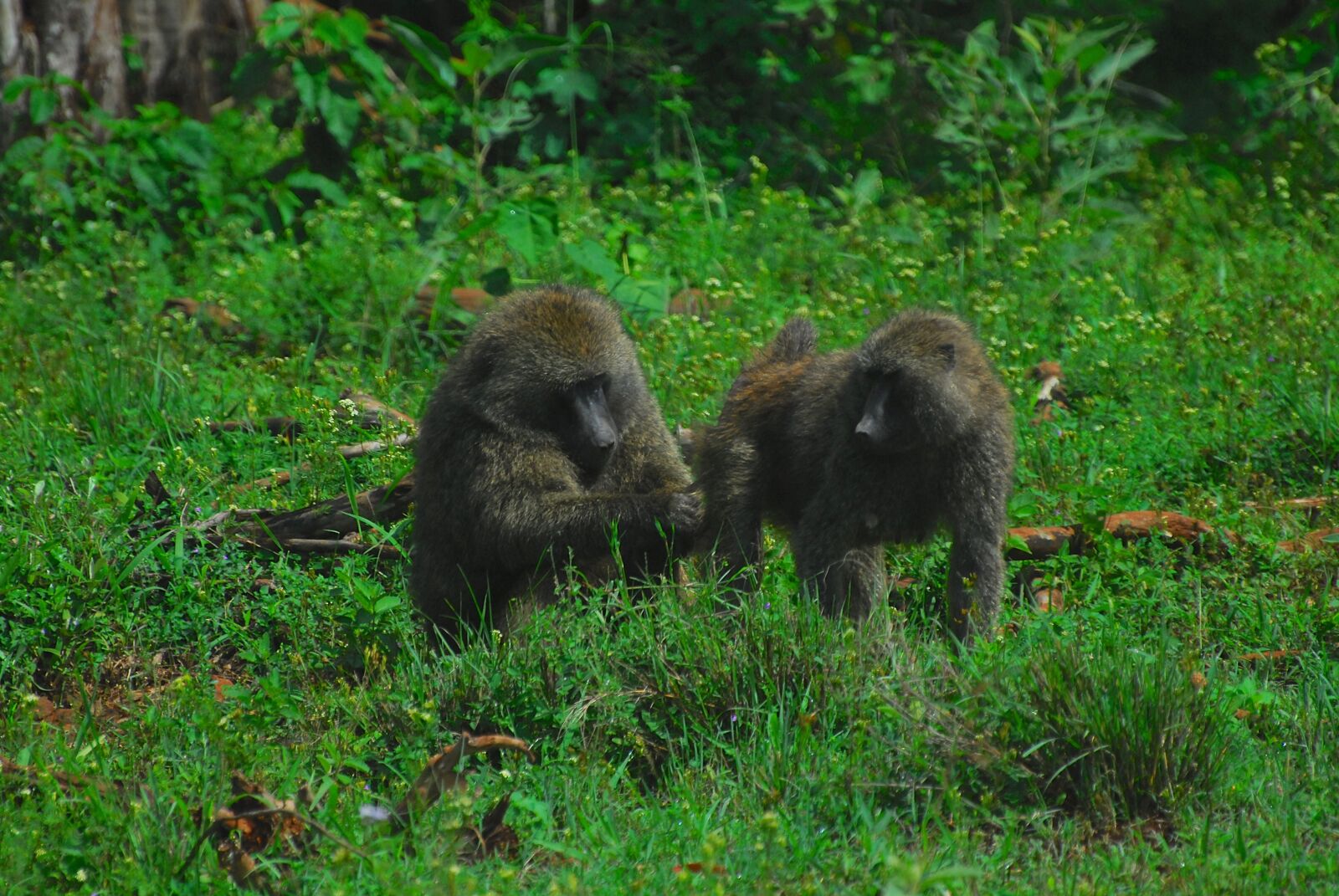 Nikon D200 sample photo. Baboon, baboons, monkey photography