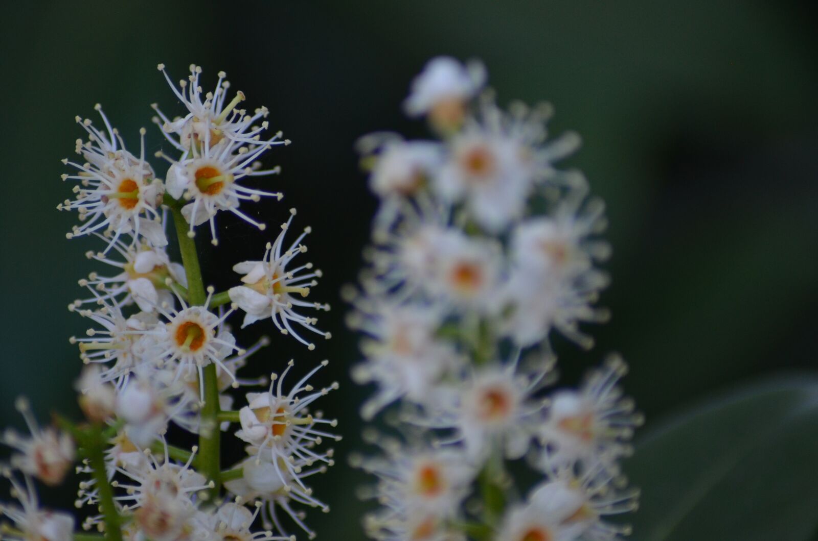 Nikon D5100 sample photo. Flowers, white, spring photography