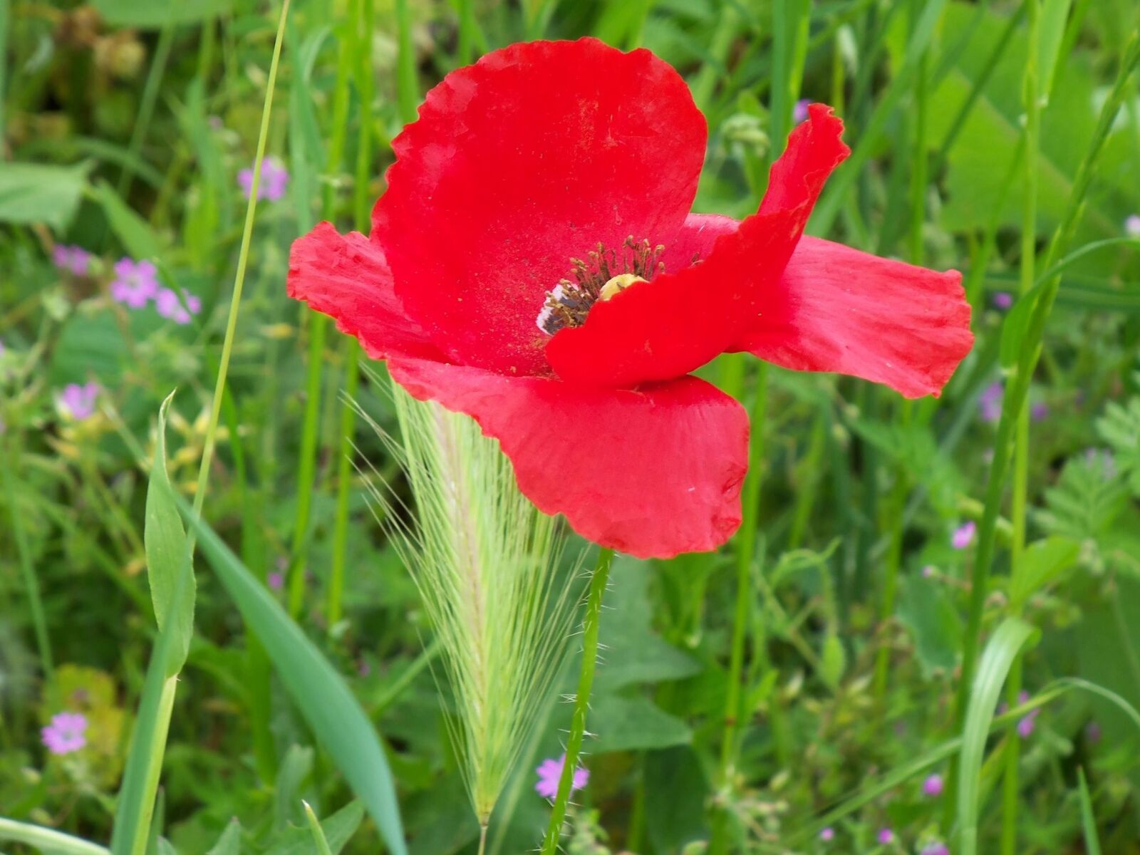 Kodak EASYSHARE M580 DIGITAL CAMERA sample photo. Nature, flower, poppy photography