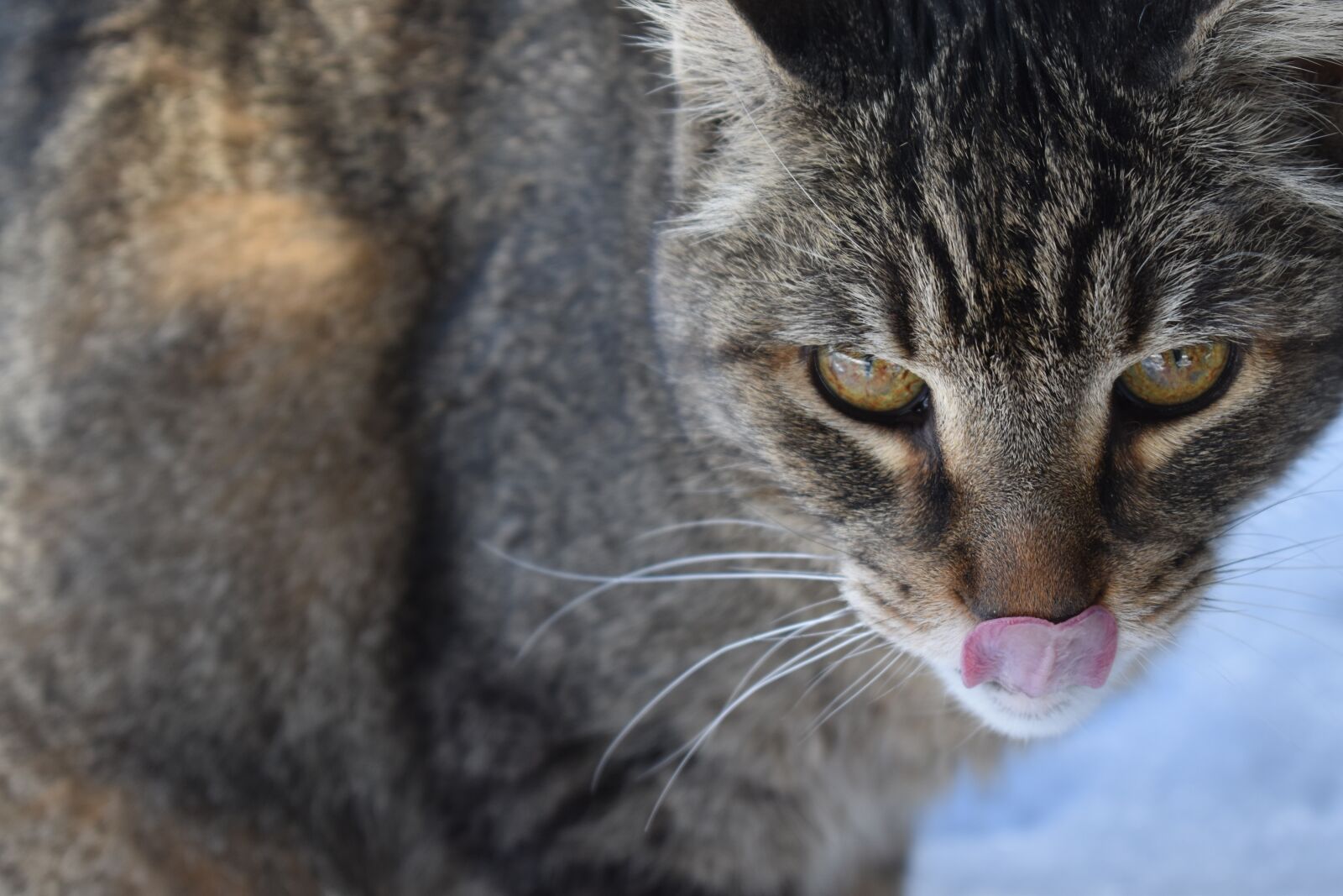 Nikon D3500 sample photo. Cats, tongue, animal photography