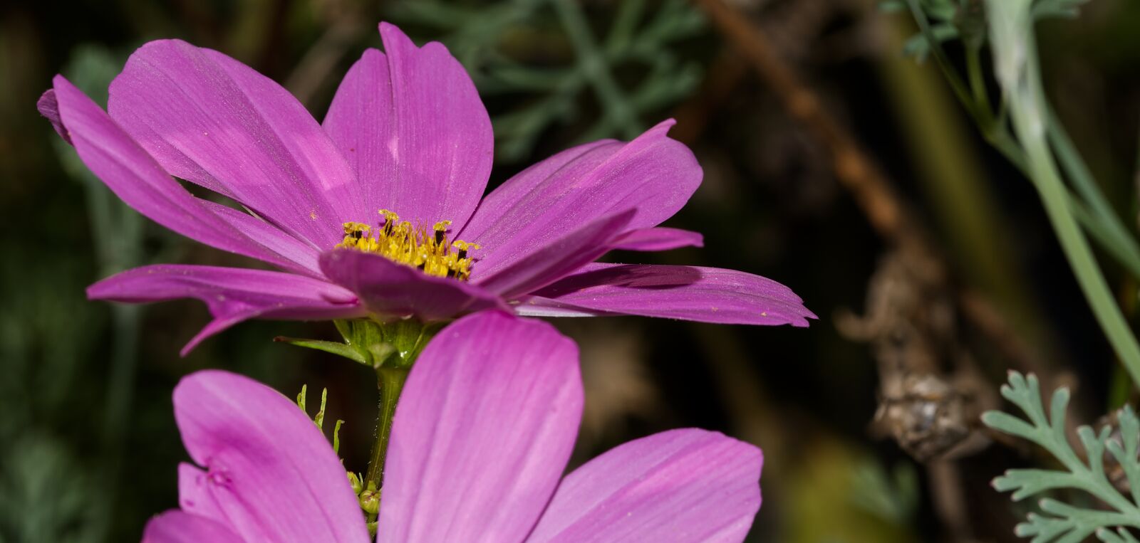 Nikon D5500 sample photo. Flower, blossom, bloom photography