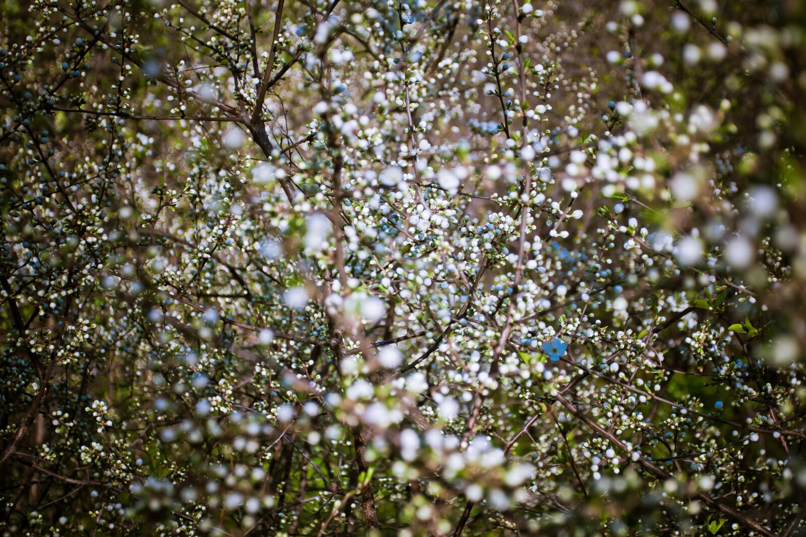 Canon EOS 30D + Canon EF 17-40mm F4L USM sample photo. Flora, flower buds, plants photography