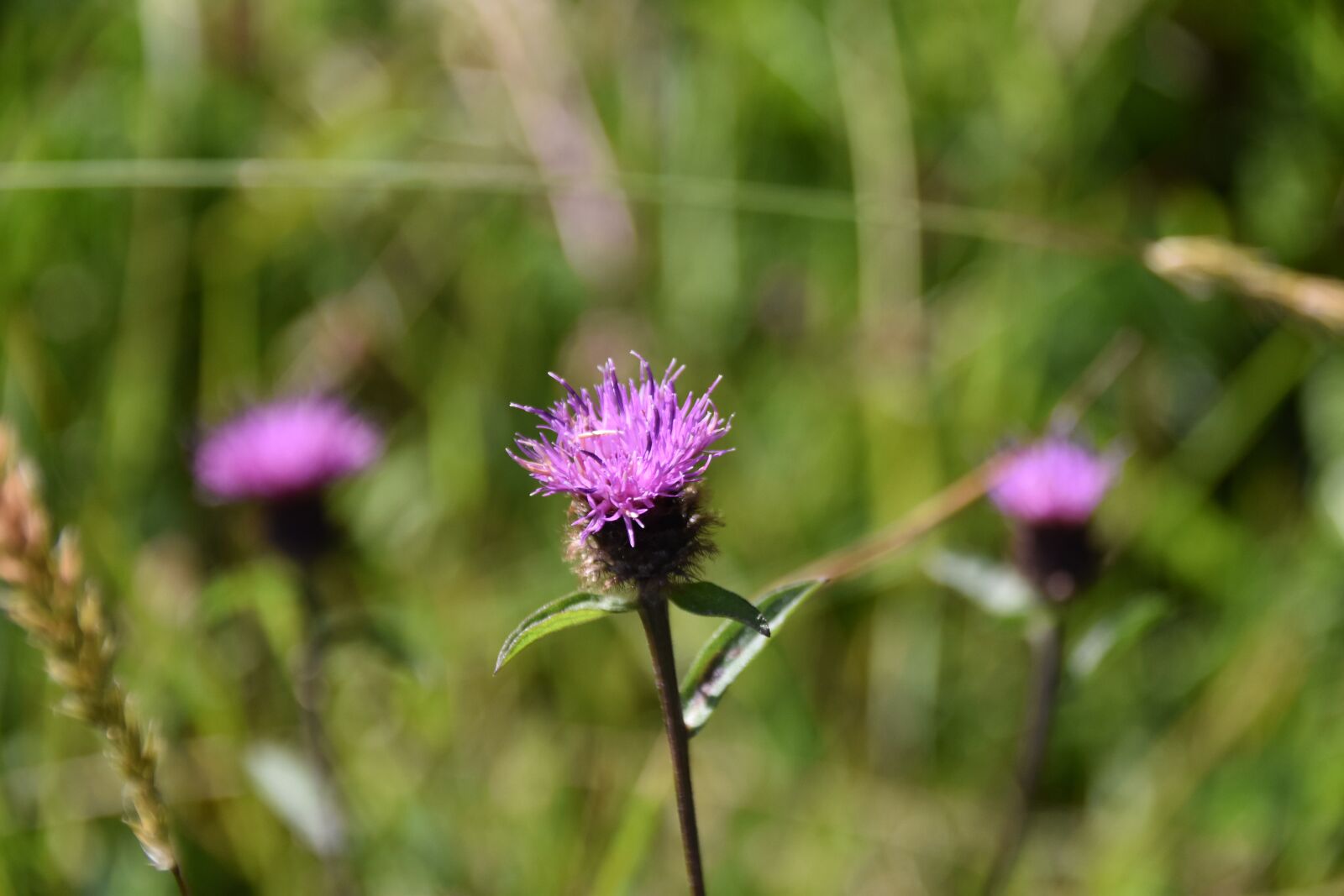 Nikon D5600 sample photo. Flower, wild flower, flower photography
