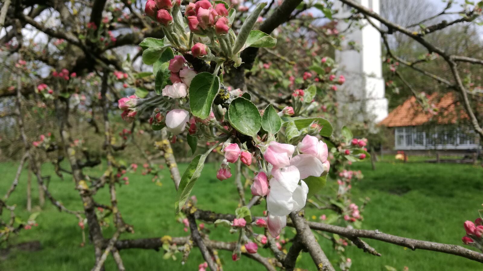 HUAWEI P9 LITE sample photo. Tree, branch, nature photography