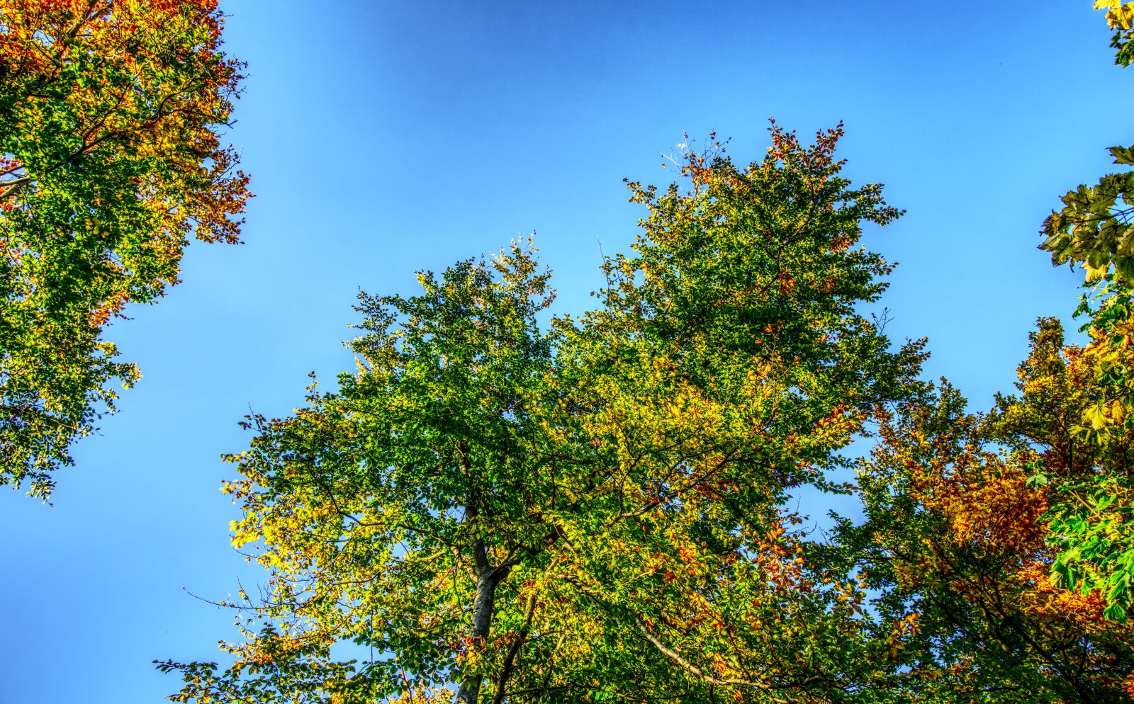 Sony E 16-50mm F3.5-5.6 PZ OSS sample photo. Crown, leaves, green photography