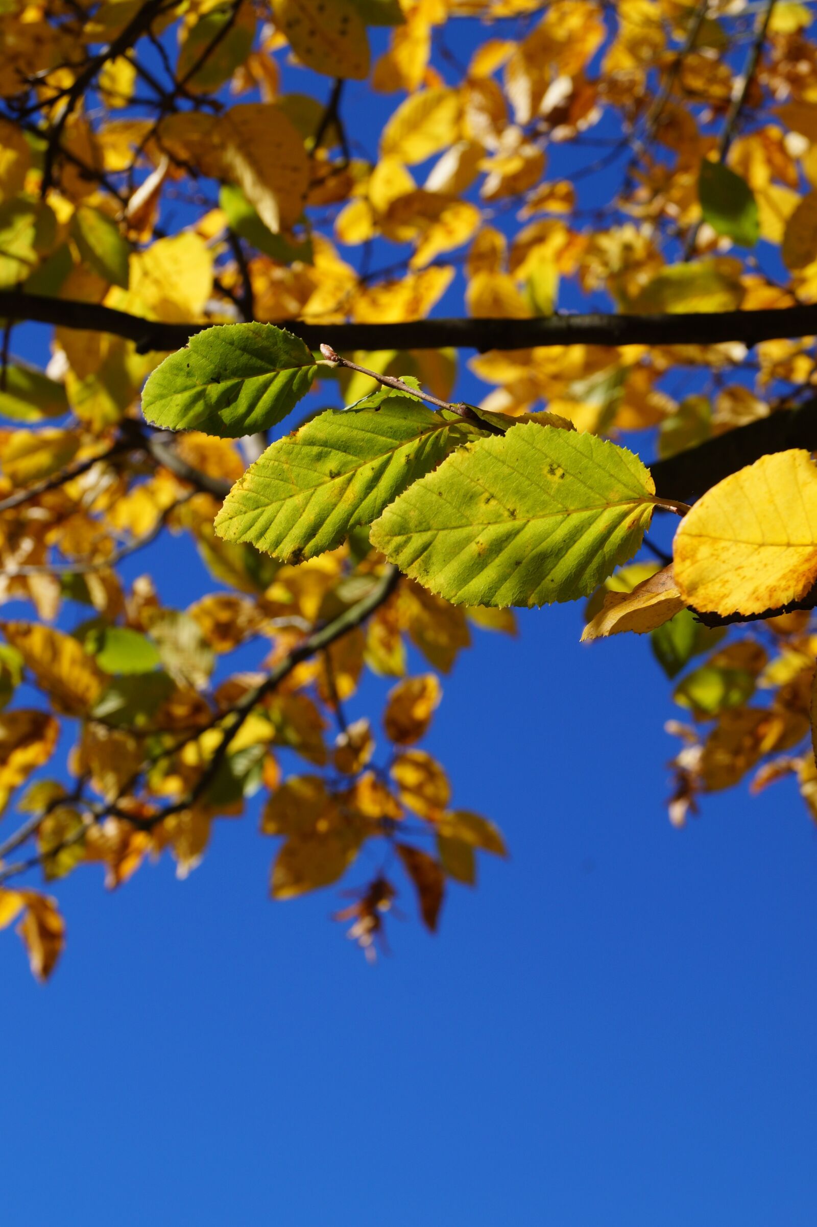 Sony DT 18-55mm F3.5-5.6 SAM II sample photo. Autumn, leaf, fall foliage photography