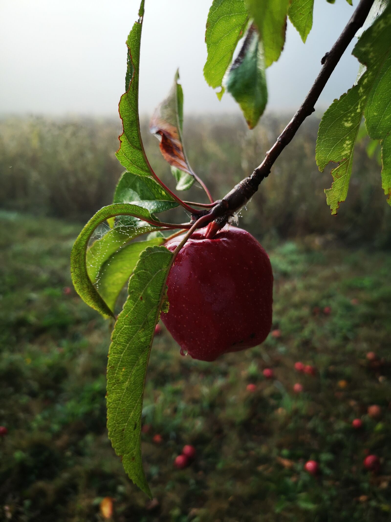 HUAWEI CLT-L29 sample photo. Apple, tree, leaf photography