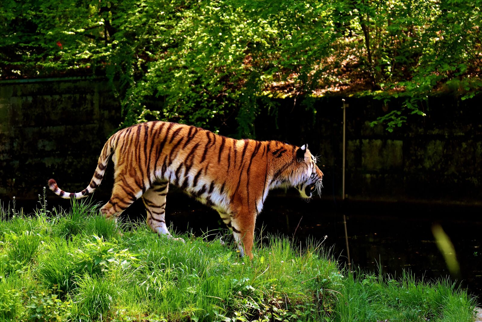 Nikon D7200 sample photo. Tiger, predator, fur photography