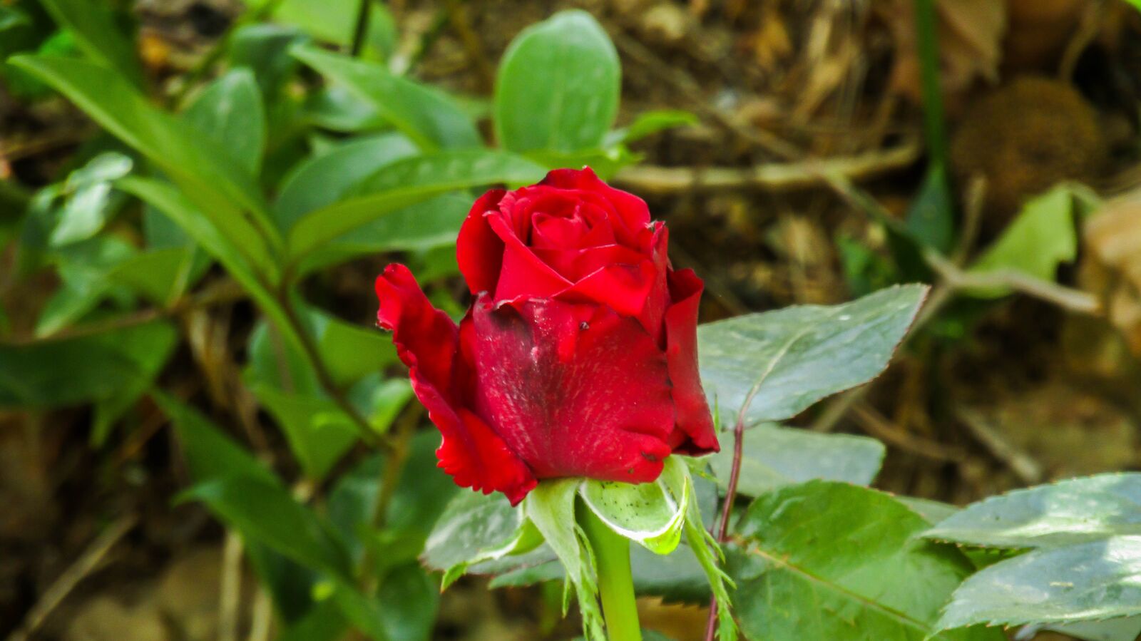 Canon PowerShot SX410 IS sample photo. Rosa, red, rosebush photography