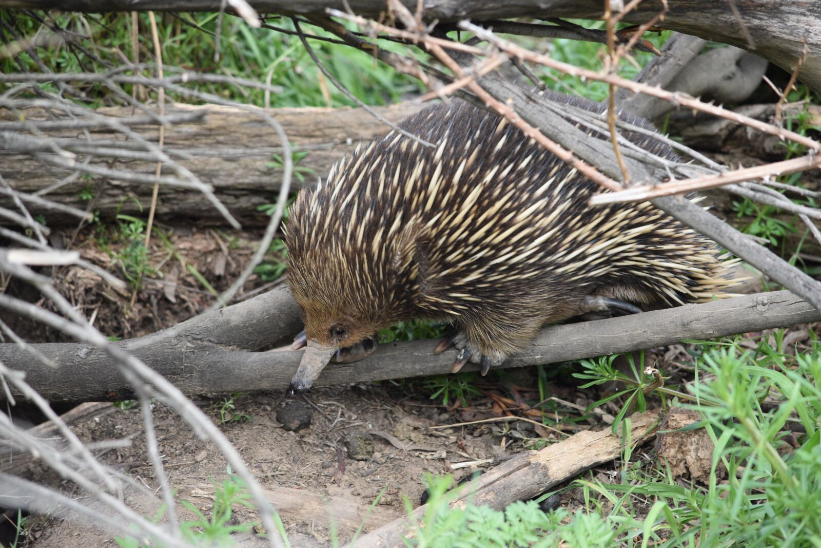 Nikon D5600 sample photo. Echidna, brown echidna, nature photography