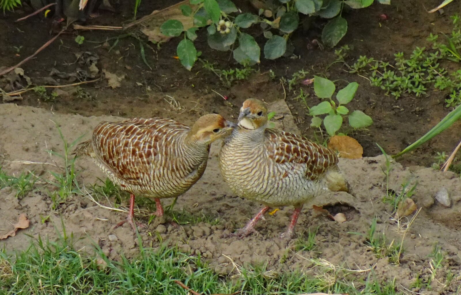 Sony DSC-WX800 sample photo. Bird, grey francolin, pair photography
