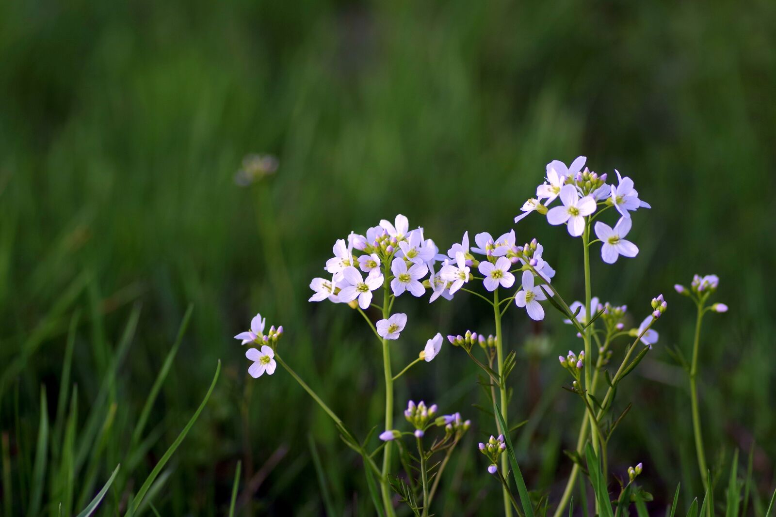 Pentax K-S2 sample photo. Warzucha, flower, spring photography
