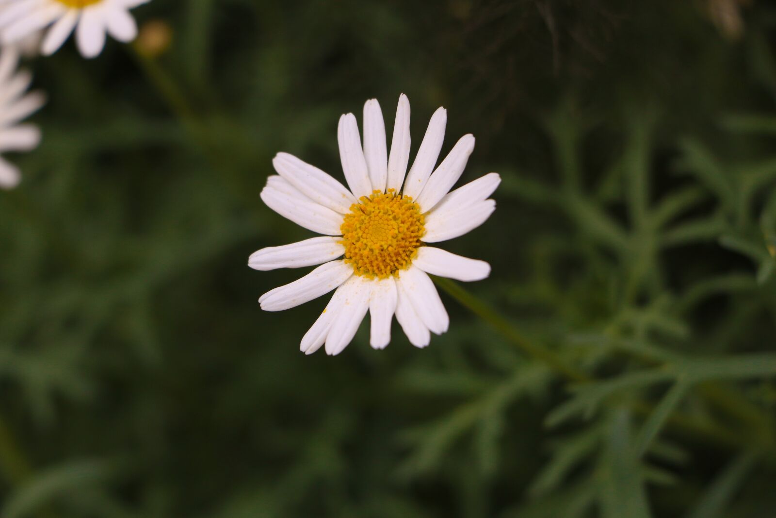 Canon EOS 70D sample photo. White, flora, flower photography