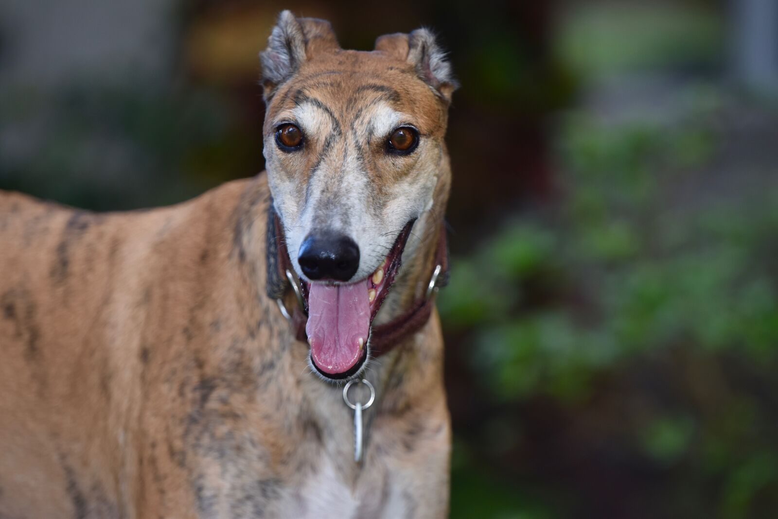 Nikon D5500 sample photo. Greyhound, retired racer, dog photography