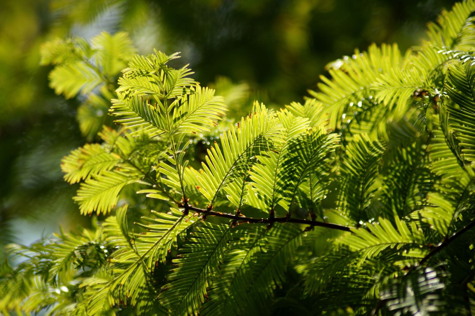 Sony SLT-A58 sample photo. European yew, yew, needle photography