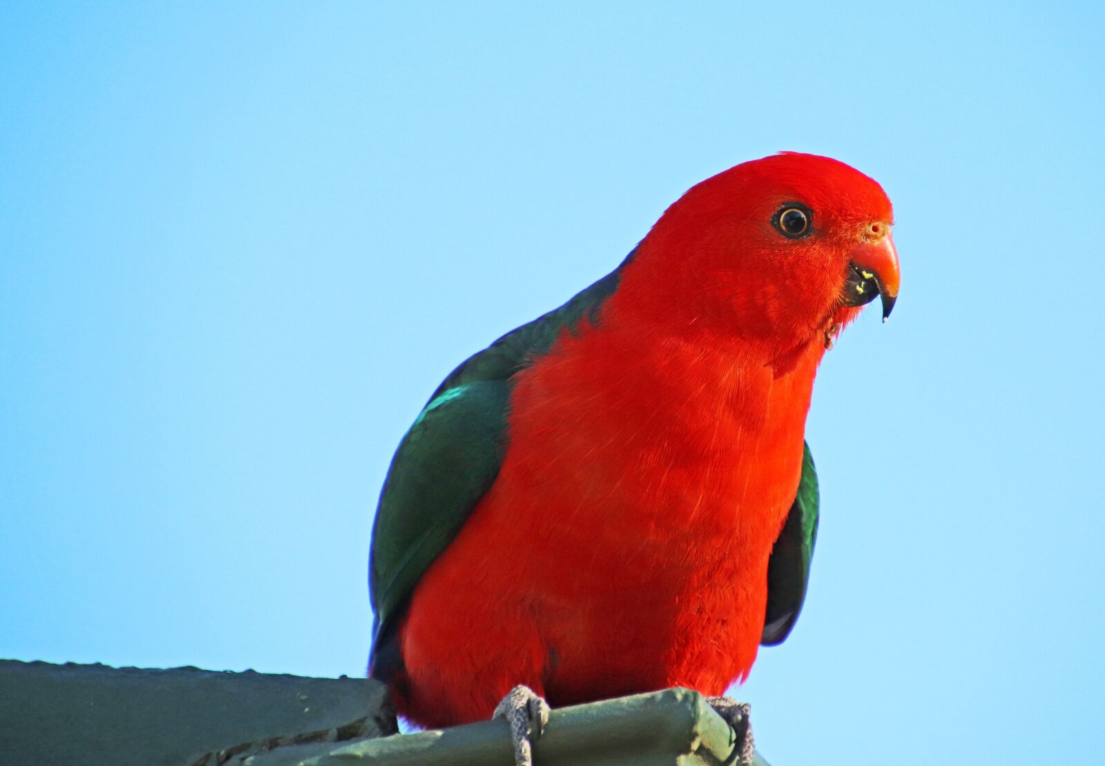 Canon EOS 800D (EOS Rebel T7i / EOS Kiss X9i) sample photo. Bird, parrot, king parrot photography