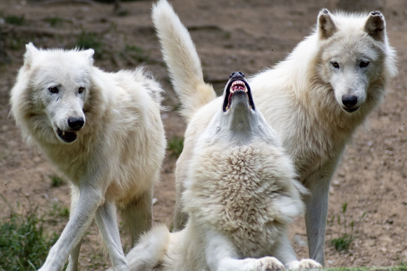Nikon D5600 sample photo. Wolf, wolves, nature photography