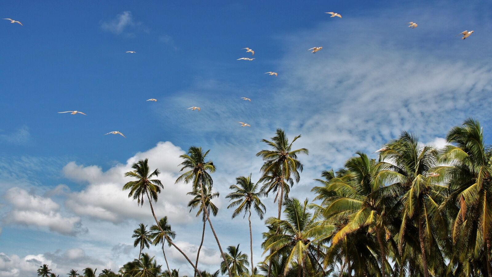 Canon EOS 400D (EOS Digital Rebel XTi / EOS Kiss Digital X) sample photo. Palm trees, exotic, blue photography