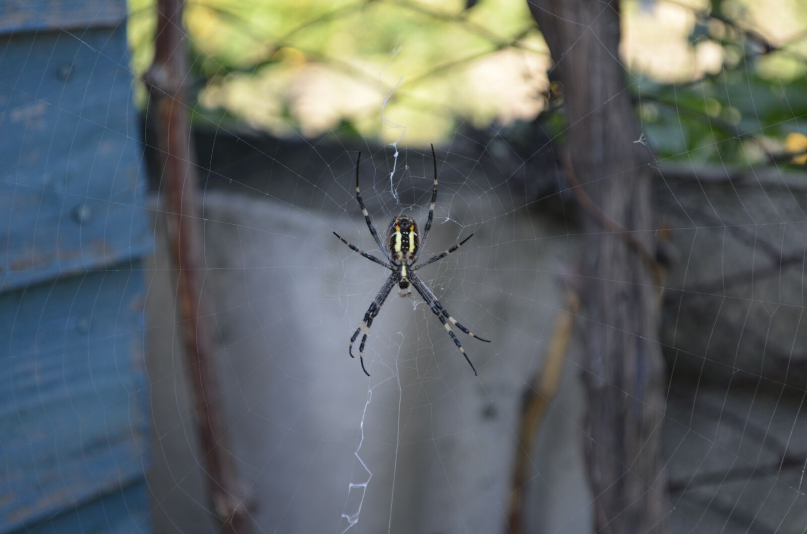 Nikon D5100 sample photo. Spider, spider web, nature photography
