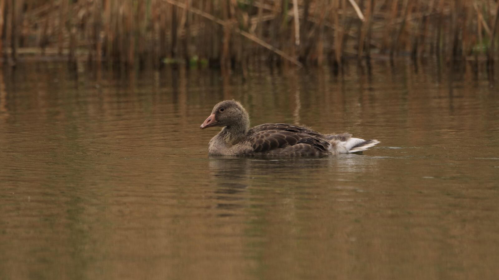 150-600mm F5-6.3 DG OS HSM | Contemporary 015 sample photo. Lake, water bird, nature photography